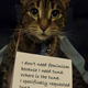 Image for article titled Confused Cats on Tumblr Don't Need Feminism Because They Are Cats